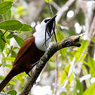 Araponga tricaronculé