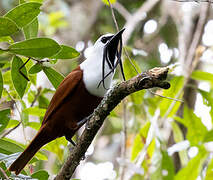 Three-wattled Bellbird