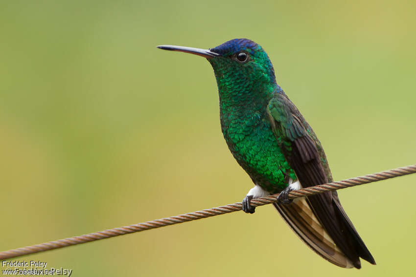 Indigo-capped Hummingbirdadult, identification