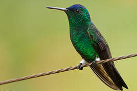 Indigo-capped Hummingbird