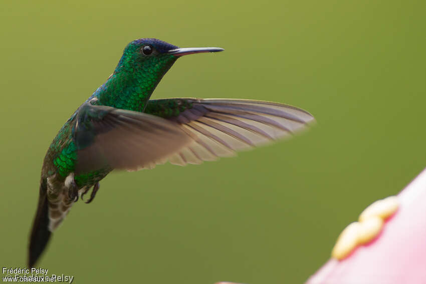 Indigo-capped Hummingbirdadult, Flight