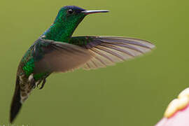 Indigo-capped Hummingbird