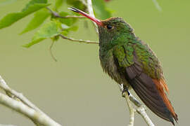 Rufous-tailed Hummingbird