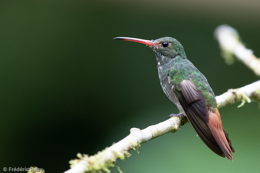 Rufous-tailed Hummingbird