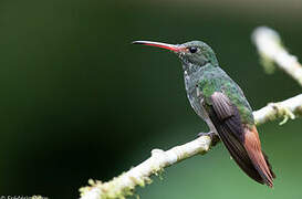 Rufous-tailed Hummingbird