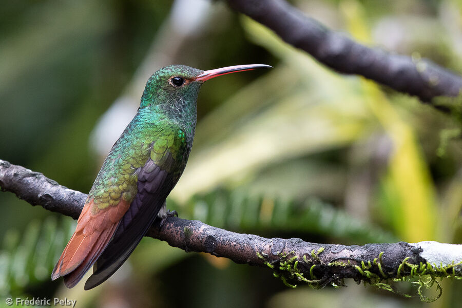 Rufous-tailed Hummingbird