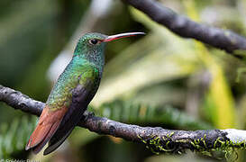 Rufous-tailed Hummingbird