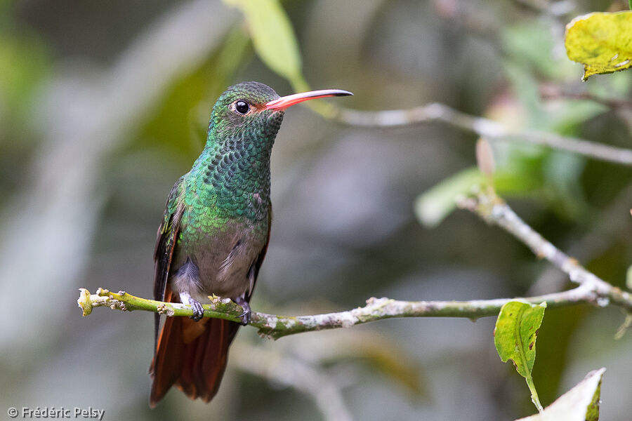 Rufous-tailed Hummingbird