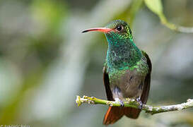 Rufous-tailed Hummingbird