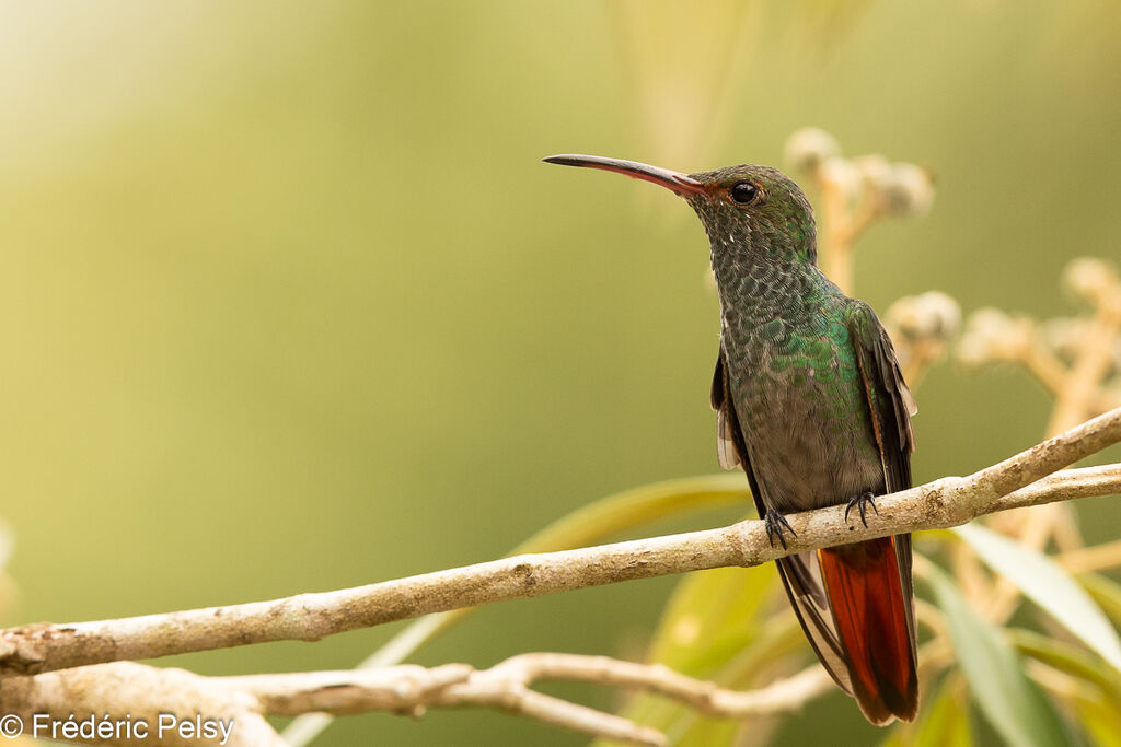 Rufous-tailed Hummingbird