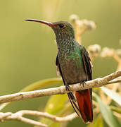 Rufous-tailed Hummingbird