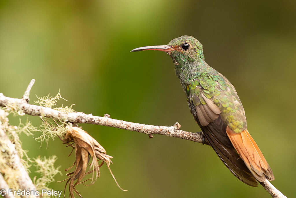 Rufous-tailed Hummingbird