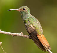 Rufous-tailed Hummingbird