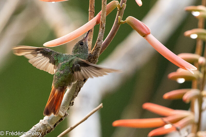 Rufous-tailed Hummingbird, Flight, eats