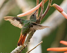 Rufous-tailed Hummingbird