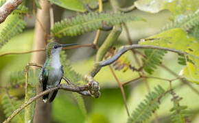 Blue-chested Hummingbird