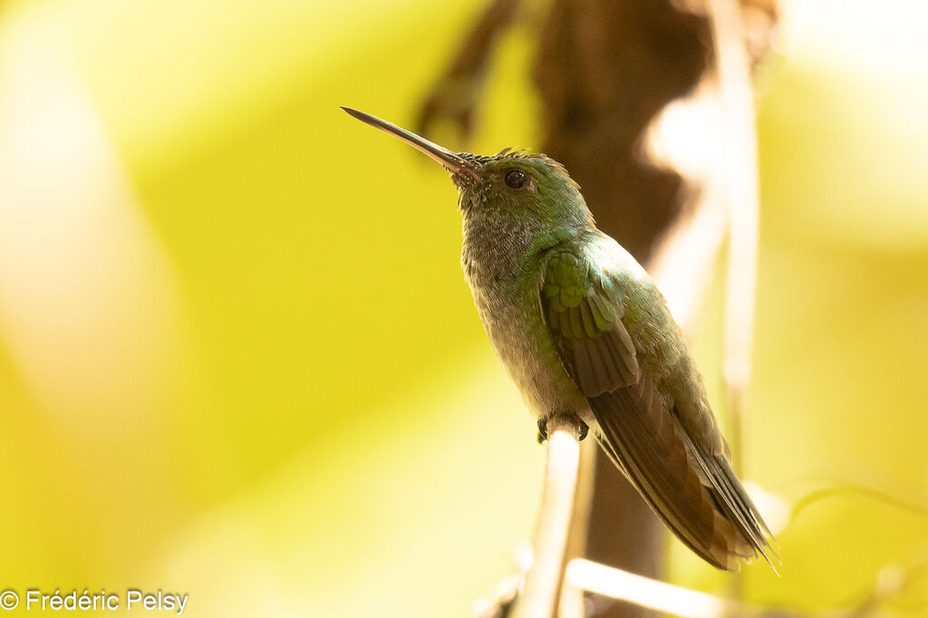 Blue-chested Hummingbird