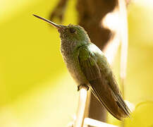 Blue-chested Hummingbird