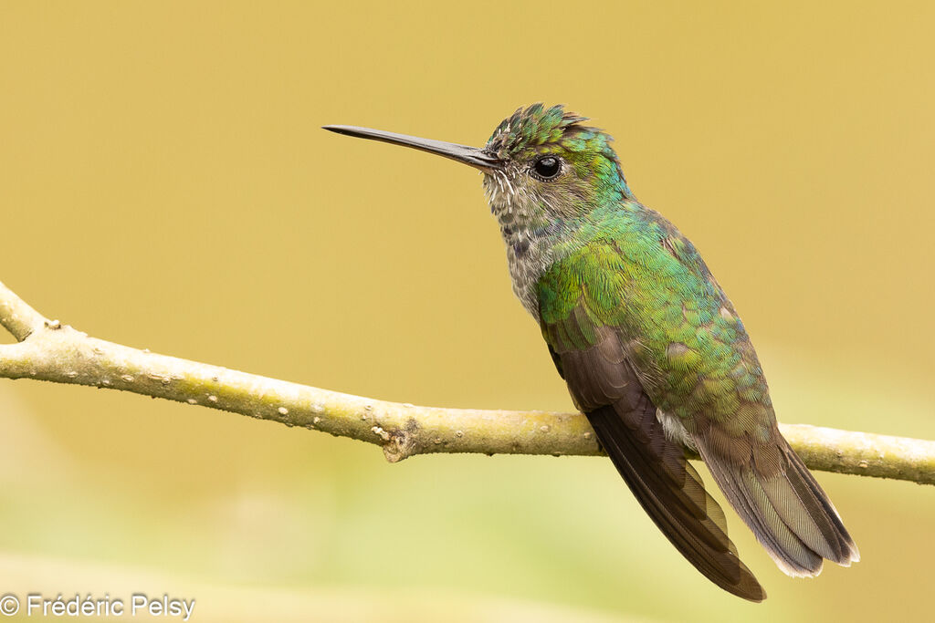 Charming Hummingbird