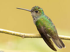 Charming Hummingbird