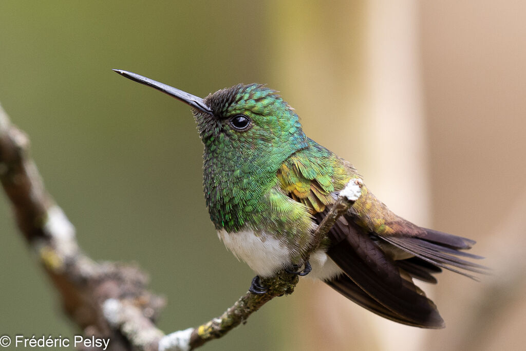 Snowy-bellied Hummingbird