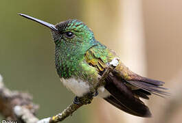 Snowy-bellied Hummingbird