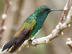 Snowy-bellied Hummingbird