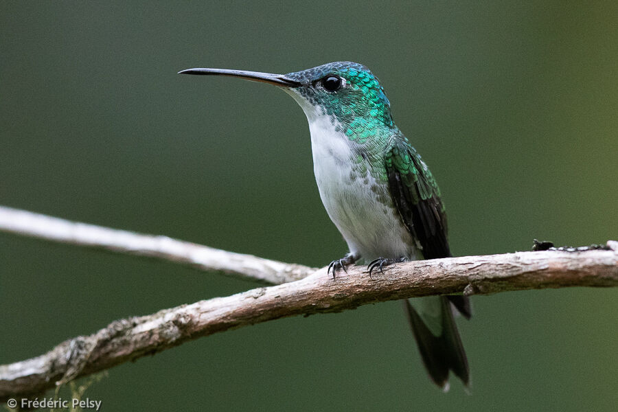 Andean Emerald