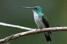 Andean Emerald