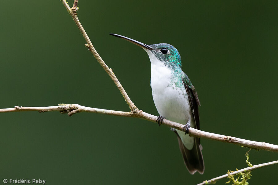 Andean Emerald