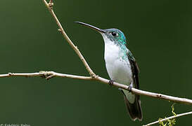 Andean Emerald