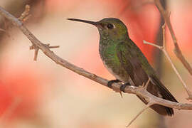 Glittering-throated Emerald