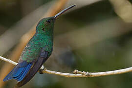 Steely-vented Hummingbird