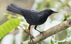 Blue Whistling Thrush