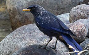 Blue Whistling Thrush