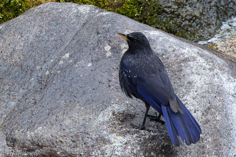 Blue Whistling Thrush