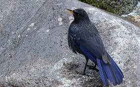 Blue Whistling Thrush