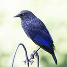 Arrenga siffleur