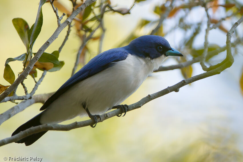 Blue Vangaadult