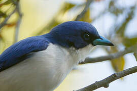 Madagascar Blue Vanga