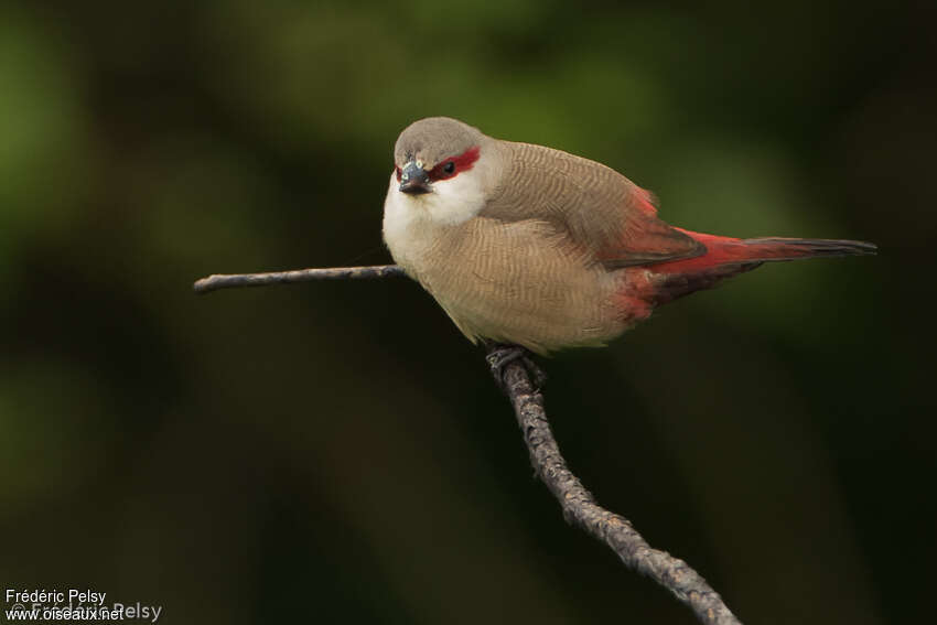 Crimson-rumped Waxbilladult, identification