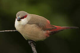 Crimson-rumped Waxbill