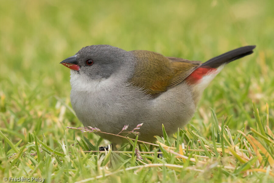 Swee Waxbill female adult