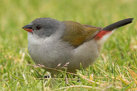 Swee Waxbill