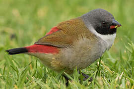 Swee Waxbill