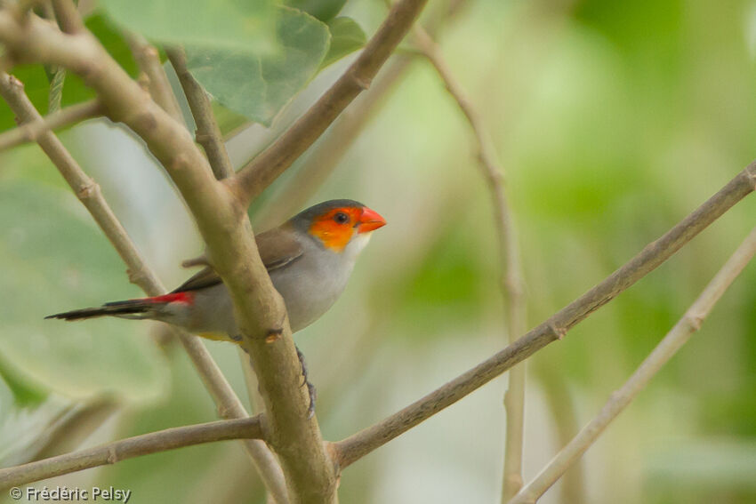 Orange-cheeked Waxbilladult