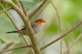 Orange-cheeked Waxbill