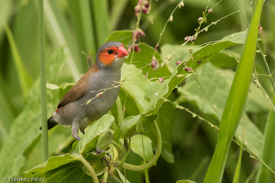 Orange-cheeked Waxbilladult