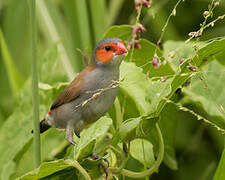 Orange-cheeked Waxbill