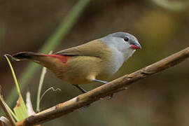 Yellow-bellied Waxbill